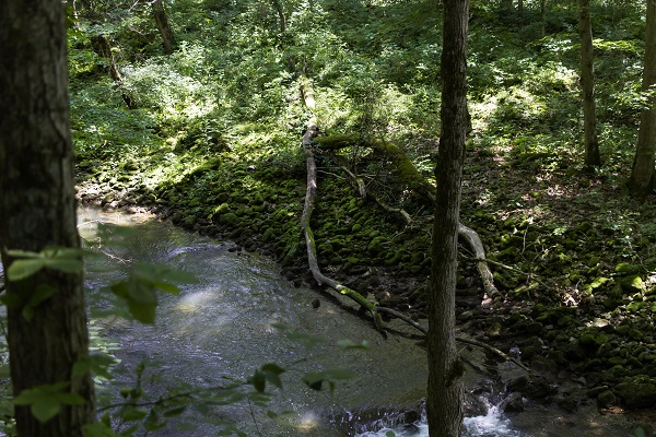 Moss covered rocks and logs along a river